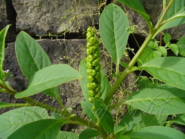 Tropical Pokeweed